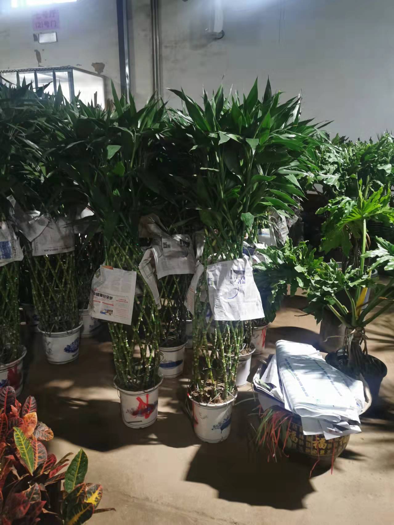 北京寫字樓綠植租賃  辦公室綠植租賃 大廈物業(yè)綠植租賃