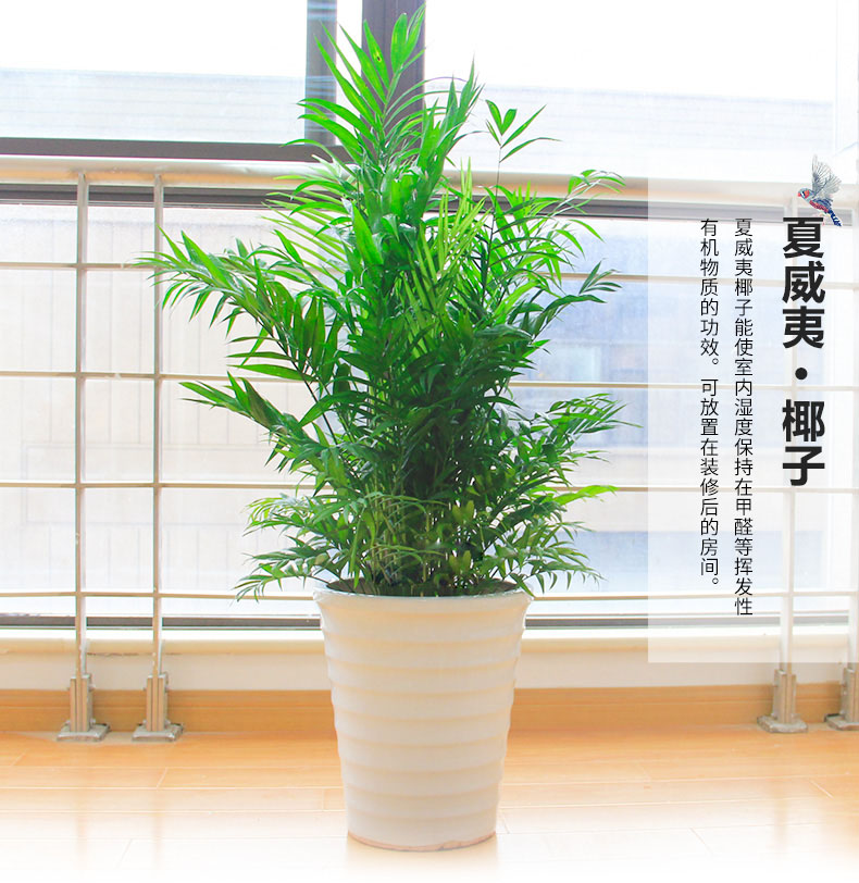 綠色植物鳳尾竹的報價鳳尾竹盆栽葉枯怎么辦？