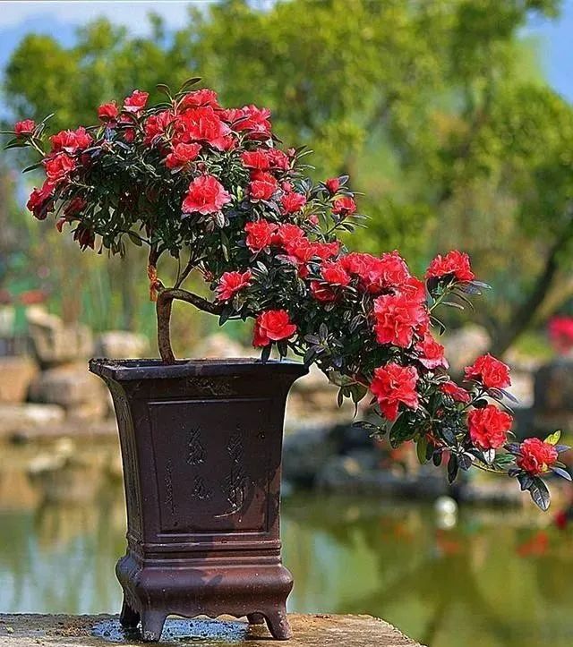 北京花卉綠植養(yǎng)護(hù)北京冬天茉莉花的養(yǎng)護(hù)方法