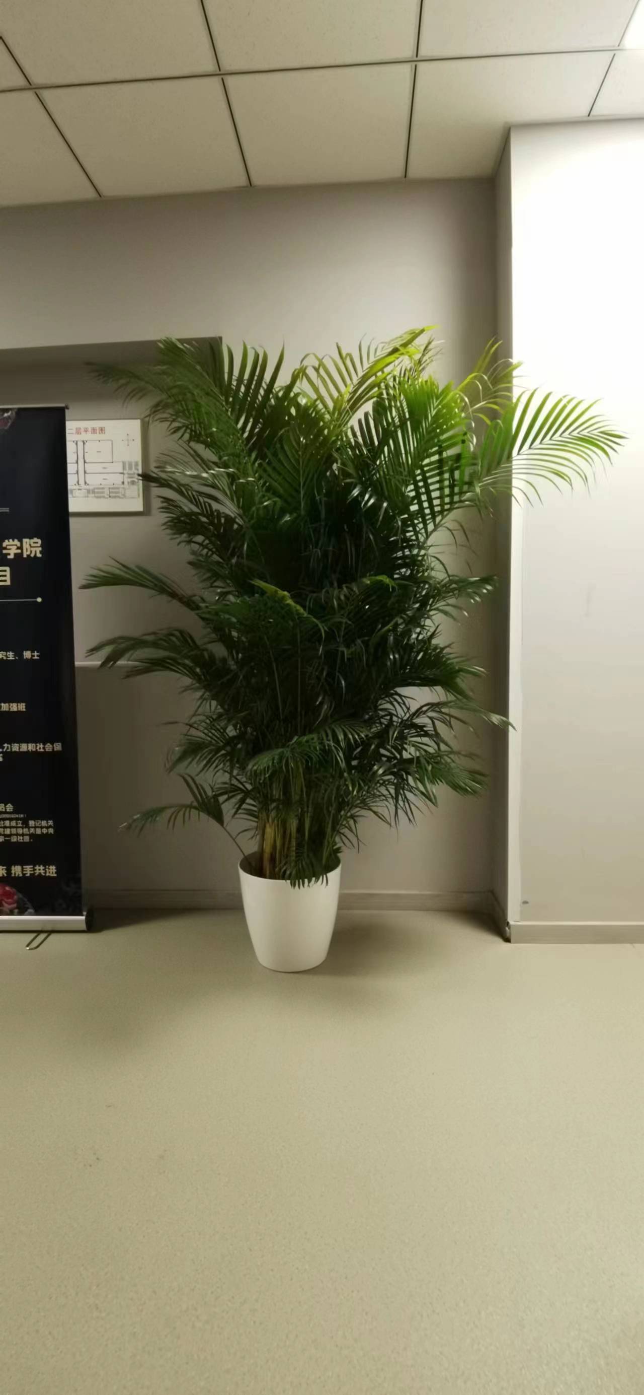 鳳尾竹綠植租擺公司