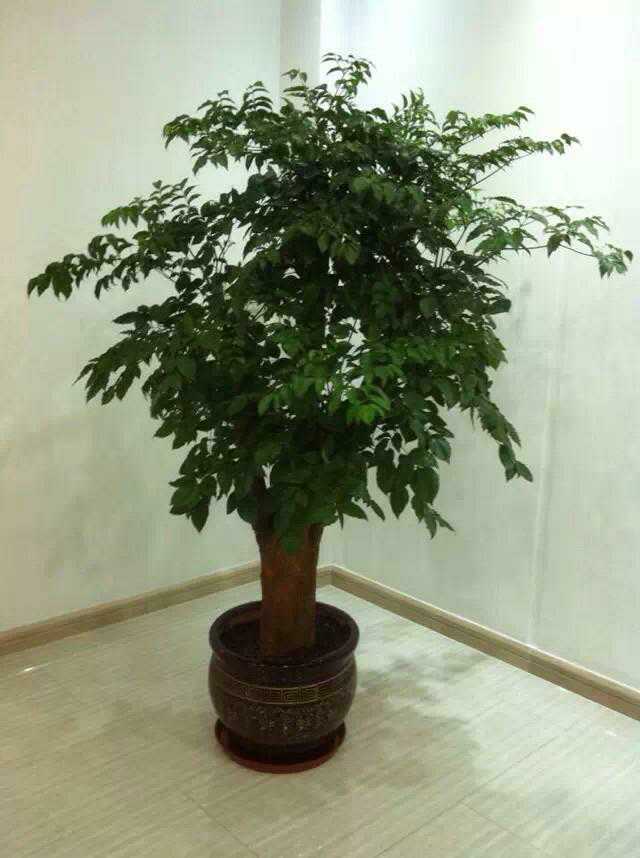 幸福樹綠植租擺